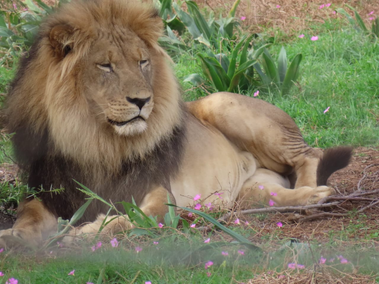 “Meet the New Kings: Two Male Lions Arrive at Addo Elephant National Park!”